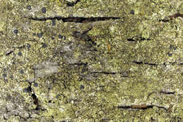 Image of fuscidea lichen