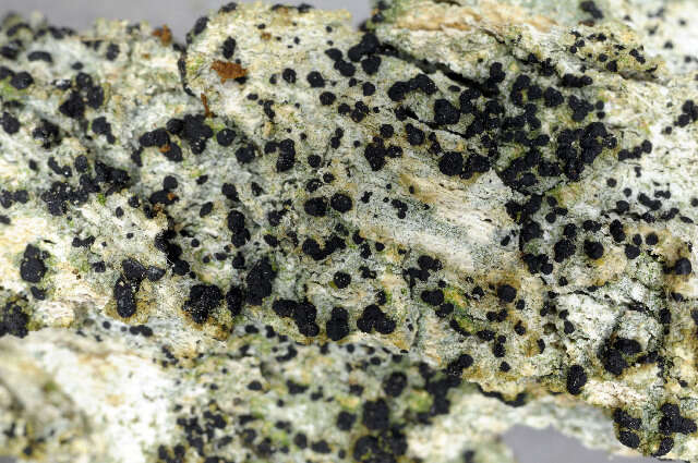 Image of dotted lichen