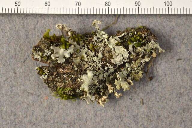 Image of hypotrachyna lichen