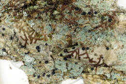 Image of dotted lichen