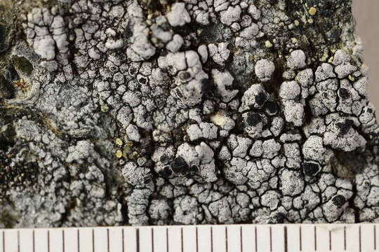 Image of lecidea lichen