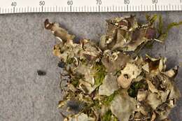 Image of felt lichen