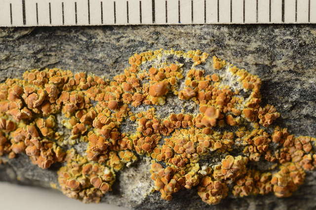 Image of Firedot lichens