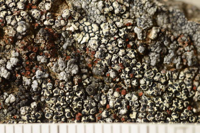 Image of Firedot lichens