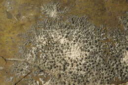 Image of rimmed lichen