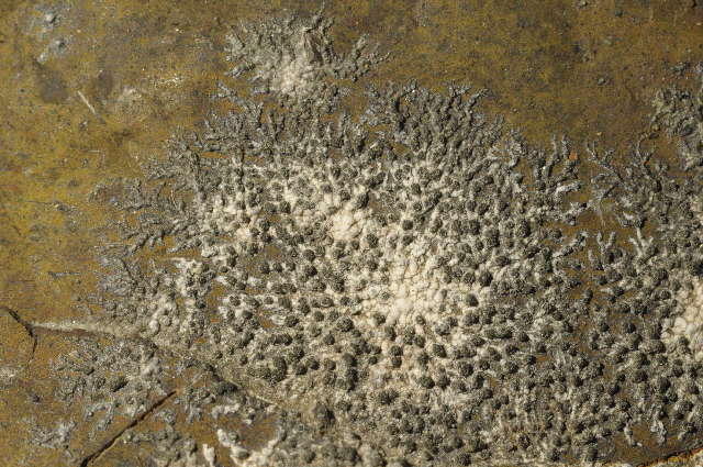 Image of rimmed lichen