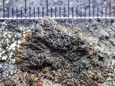 Image of allantoparmelia lichen