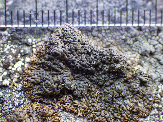 Image of allantoparmelia lichen