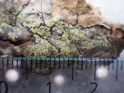 Image of rim lichen