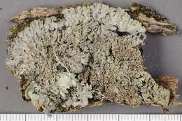 Image of matted lichen