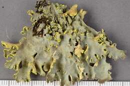 Image of Pseudocyphellaria lichen