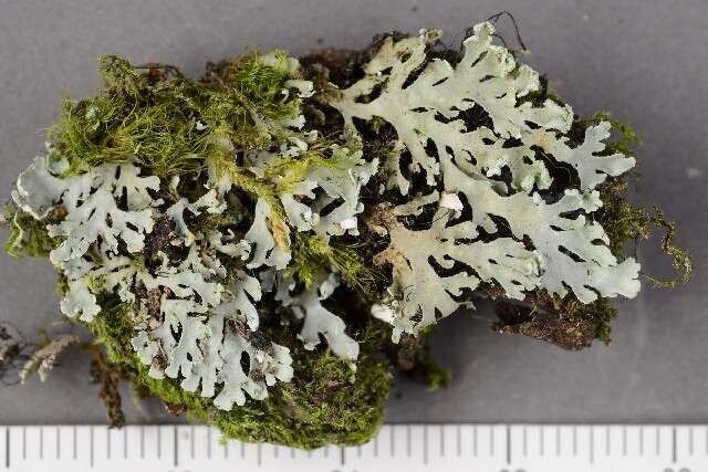 Image of shield lichen