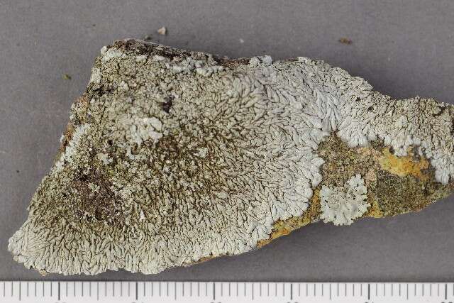 Image of dirinaria lichen