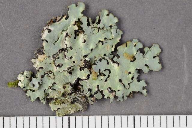 Image of Axil-bristle lichens