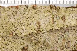 Image of dot lichen