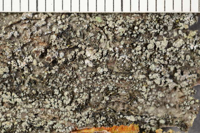 Image of rinodina lichen