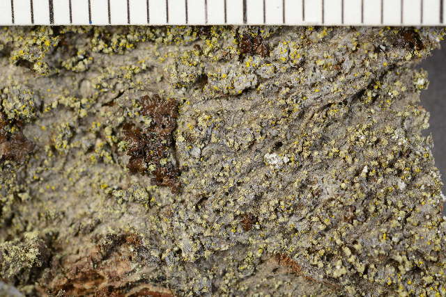 Image of rinodina lichen