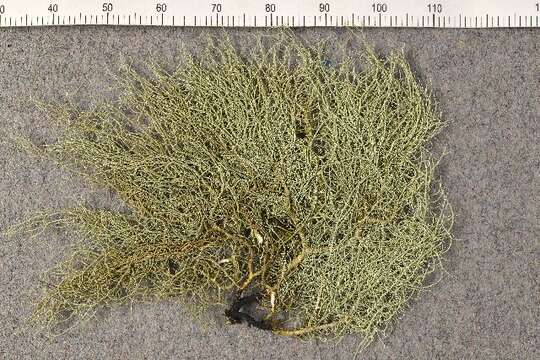 Image of Beard Lichen