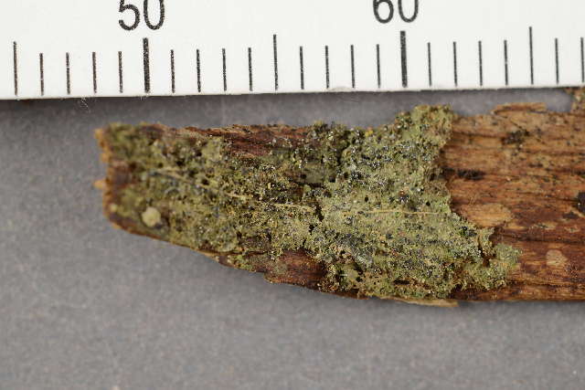 Image of dot lichen