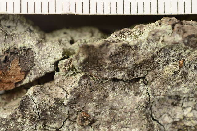 Image of rinodina lichen