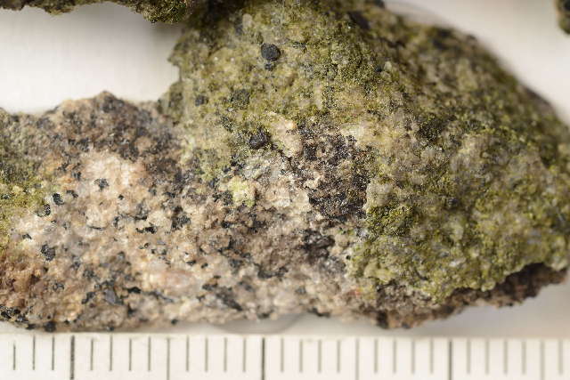 Image of Grain-spored lichens;   Sarcogyne lichens