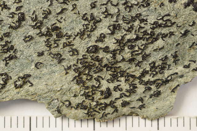 Image of dot lichen