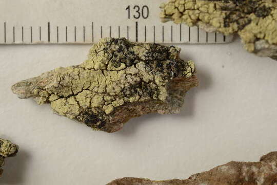 Image of map lichen