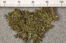 Image of Camouflage lichens