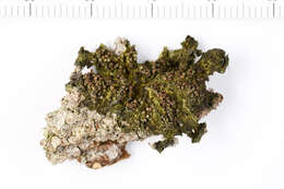 Image of Jelly lichens