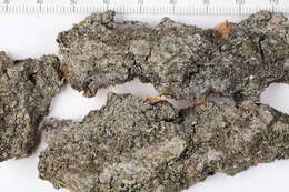 Image of Shadow lichens