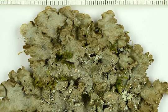 Image of lung lichen