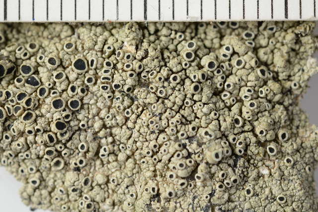 Image of rim lichen