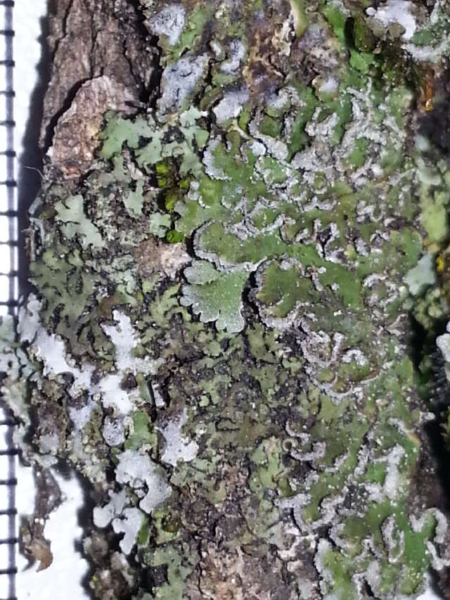 Image of frosted lichen