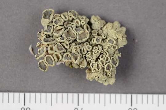 Image of rimmed navel lichen