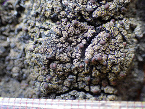 Image of brown shingle lichens