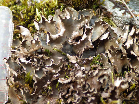 Image of felt lichen