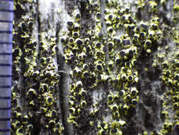 Image of spike lichen