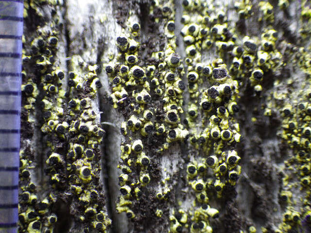 Image of spike lichen