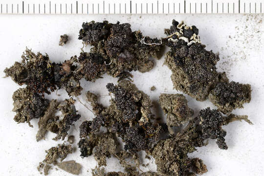 Image of bryonora lichen