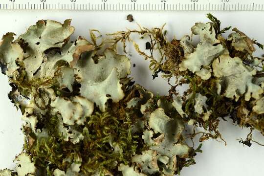 Image of giant shield lichen