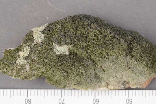 Image of catillaria lichen