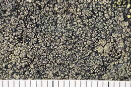 Image of rim lichen