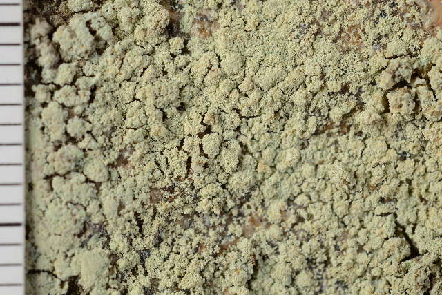 Image of rim lichen