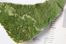 Image of dotted lichen