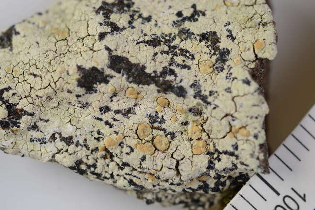 Image of cliostomum lichen