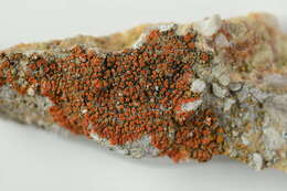 Image of Firedot lichens