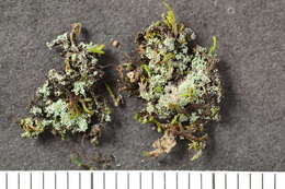 Image of rinodina lichen