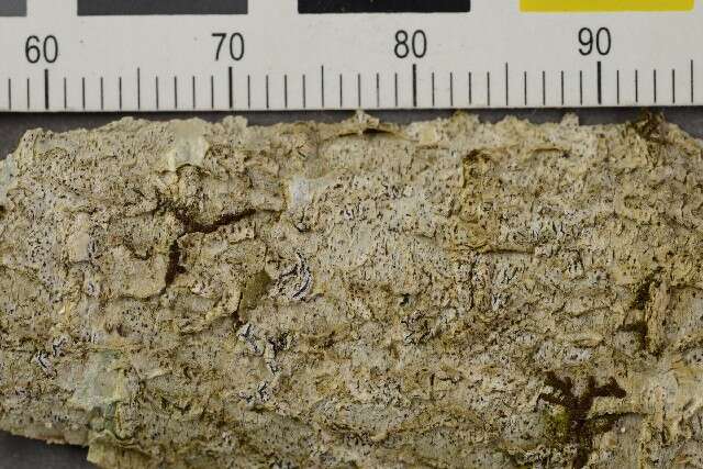 Image of dot lichen