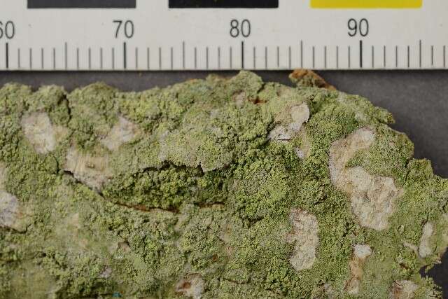 Image of dotted lichen