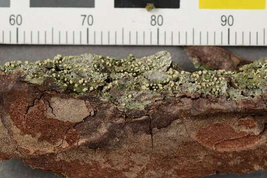 Image of dot lichen